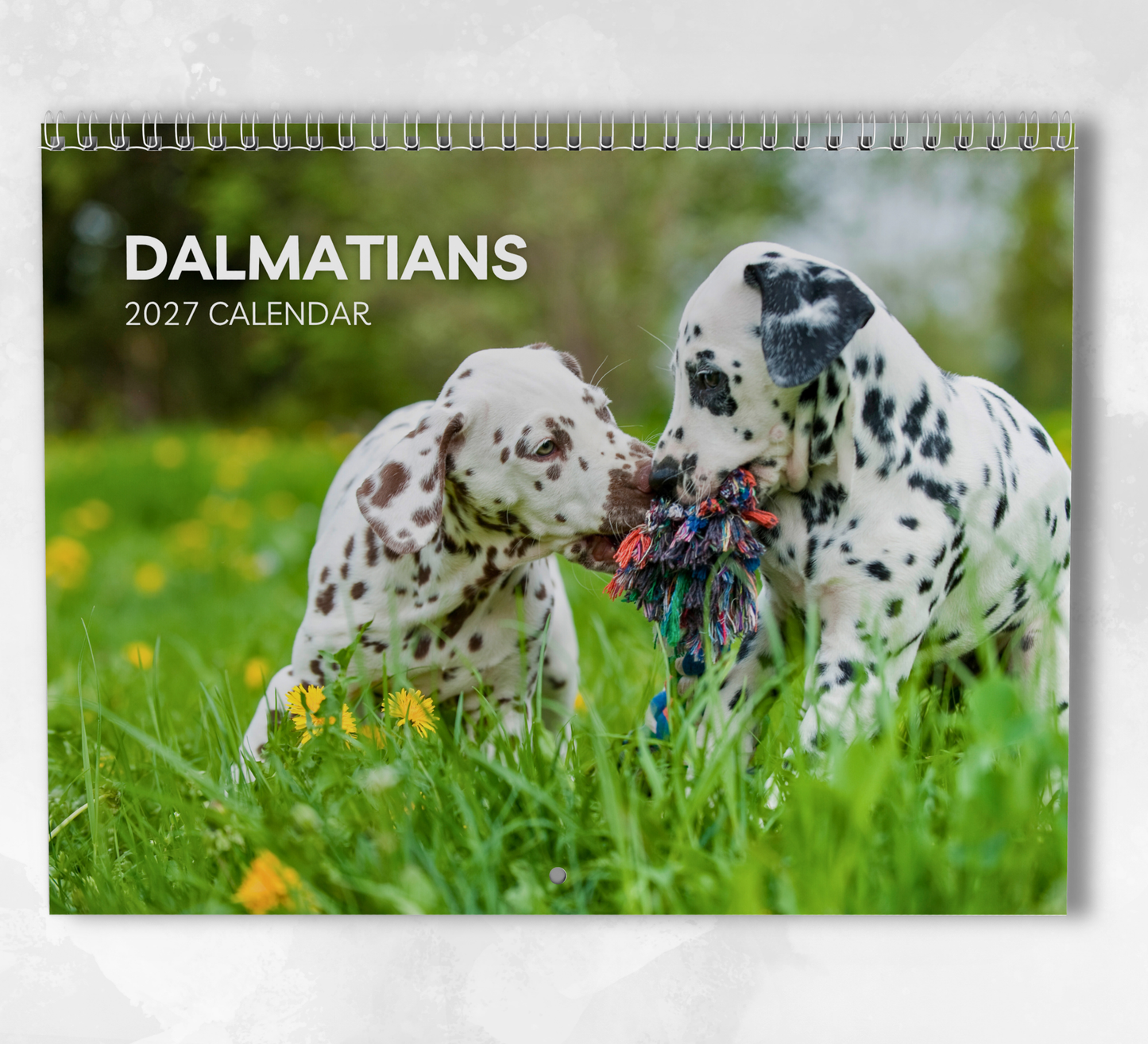 Dalmatian Calendar 2027