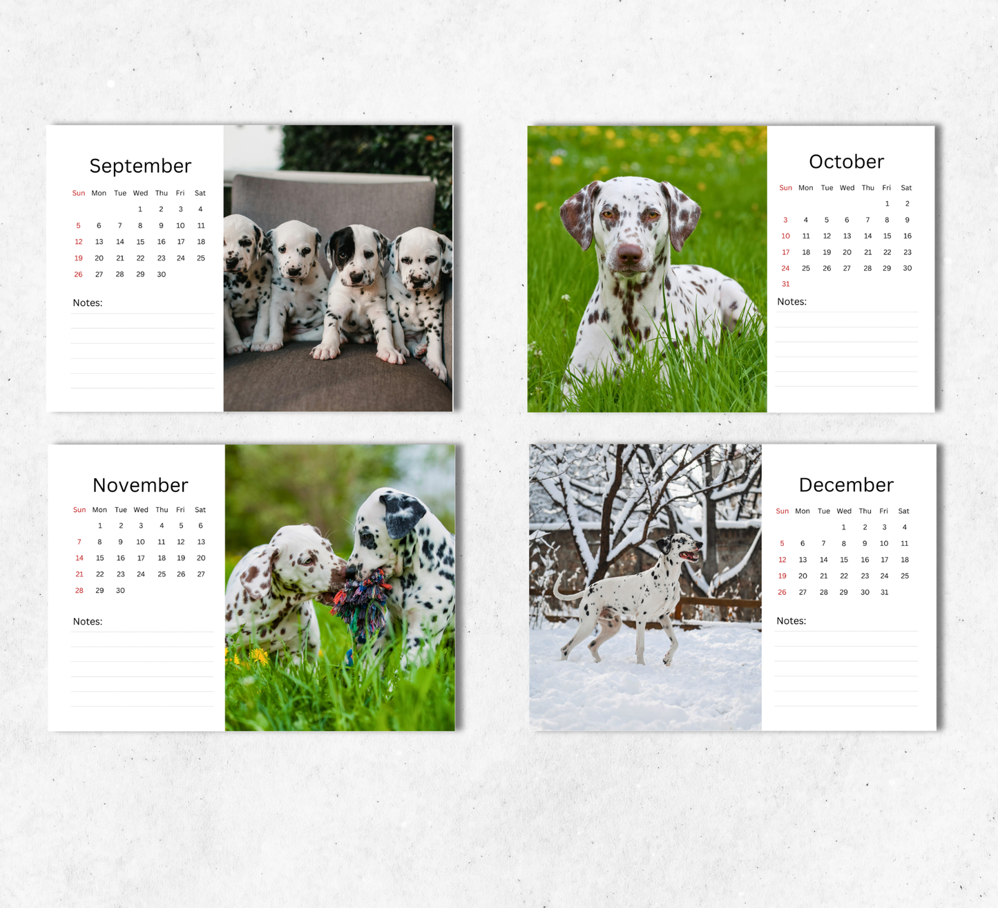 Dalmatian Desk Calendar 2027-2028
