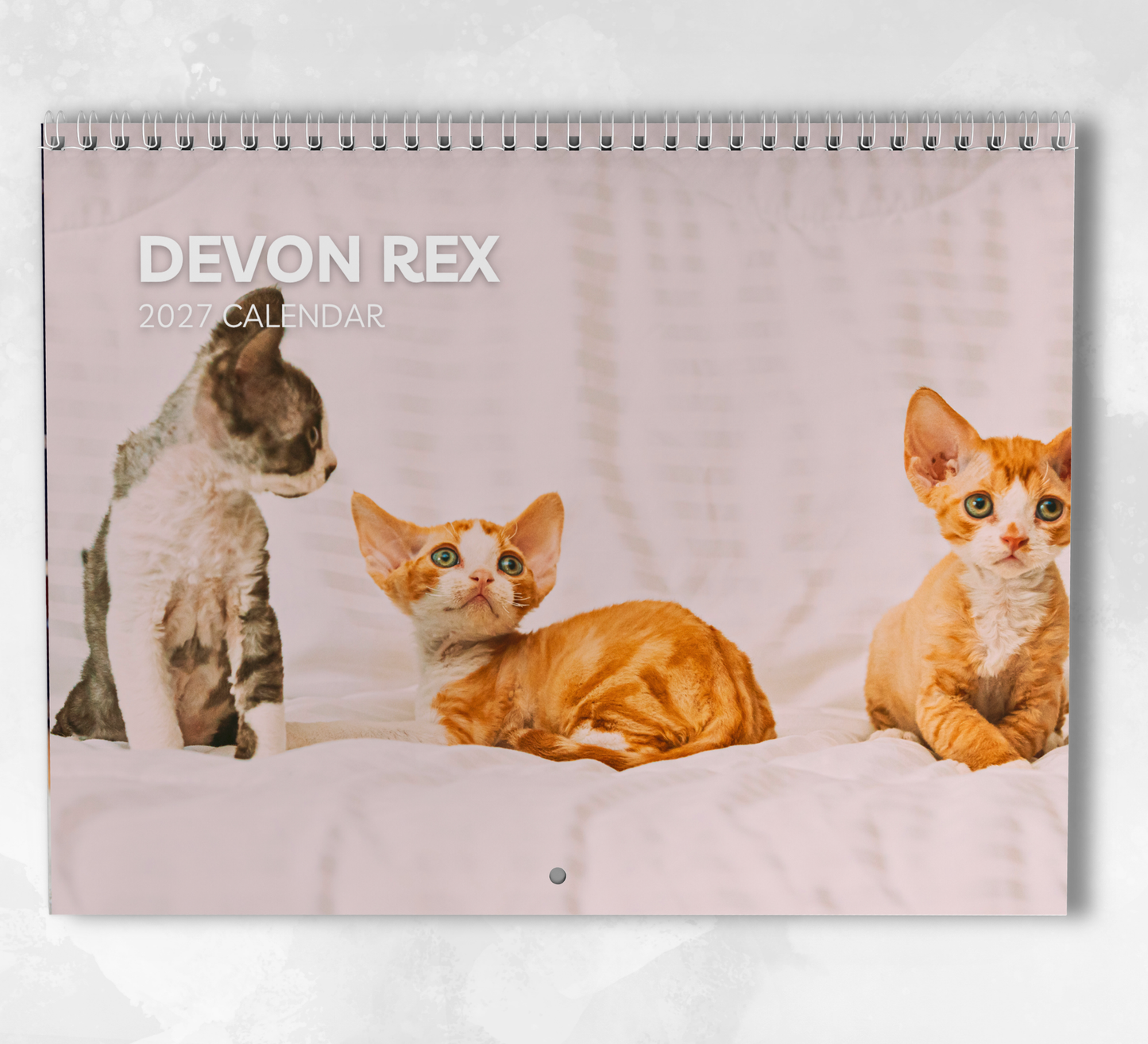 Devon Rex Calendar 2027