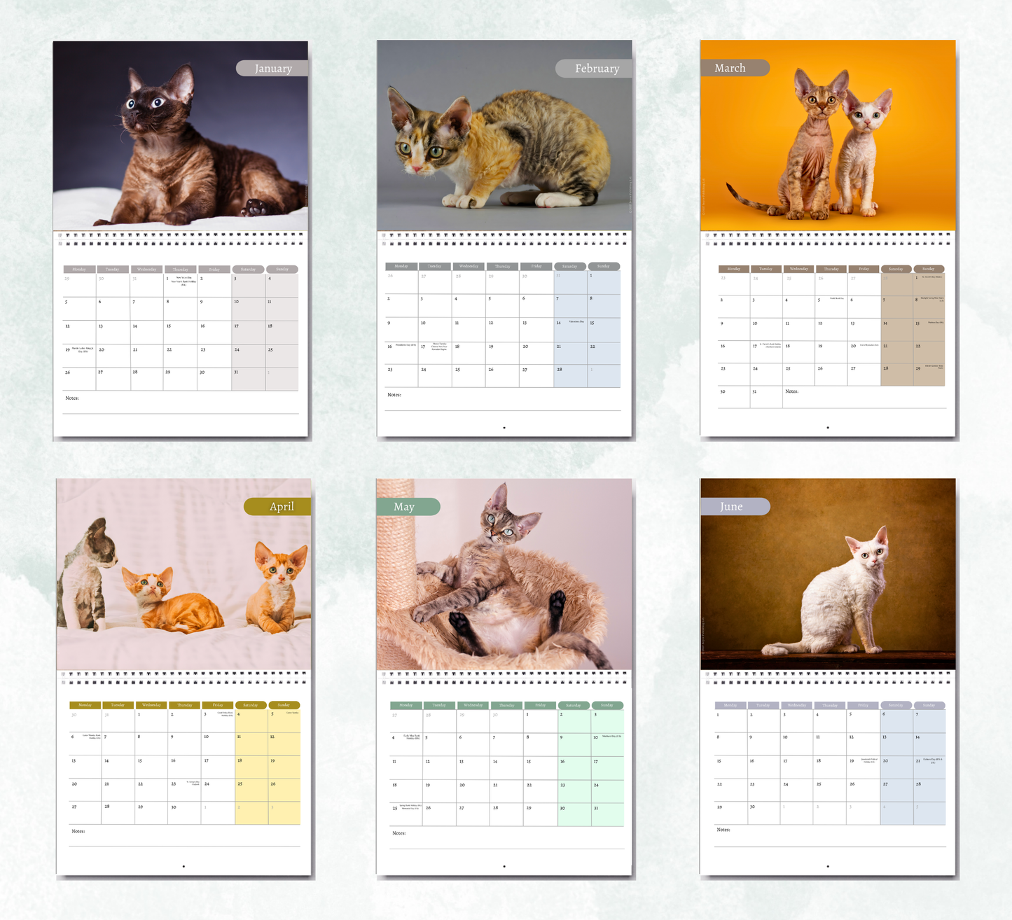 Devon Rex Calendar 2027