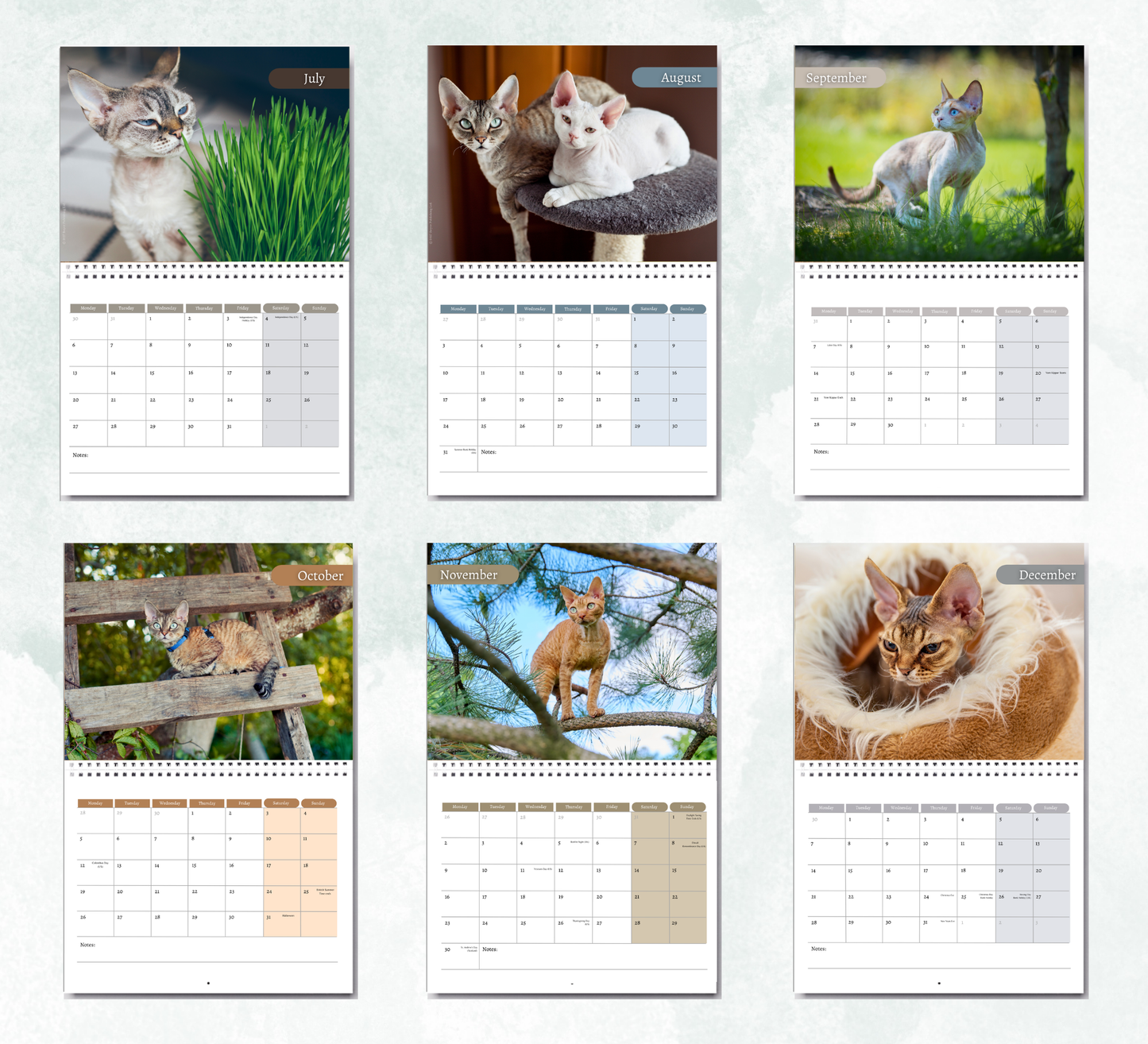 Devon Rex Calendar 2027
