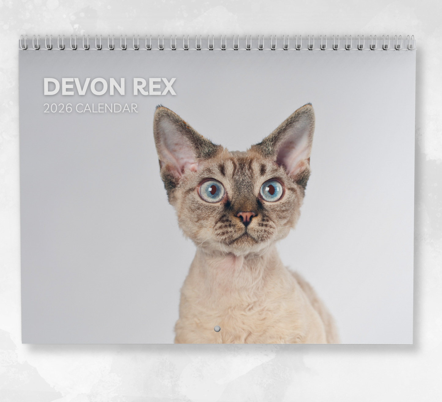 Devon Rex Calendar 2026