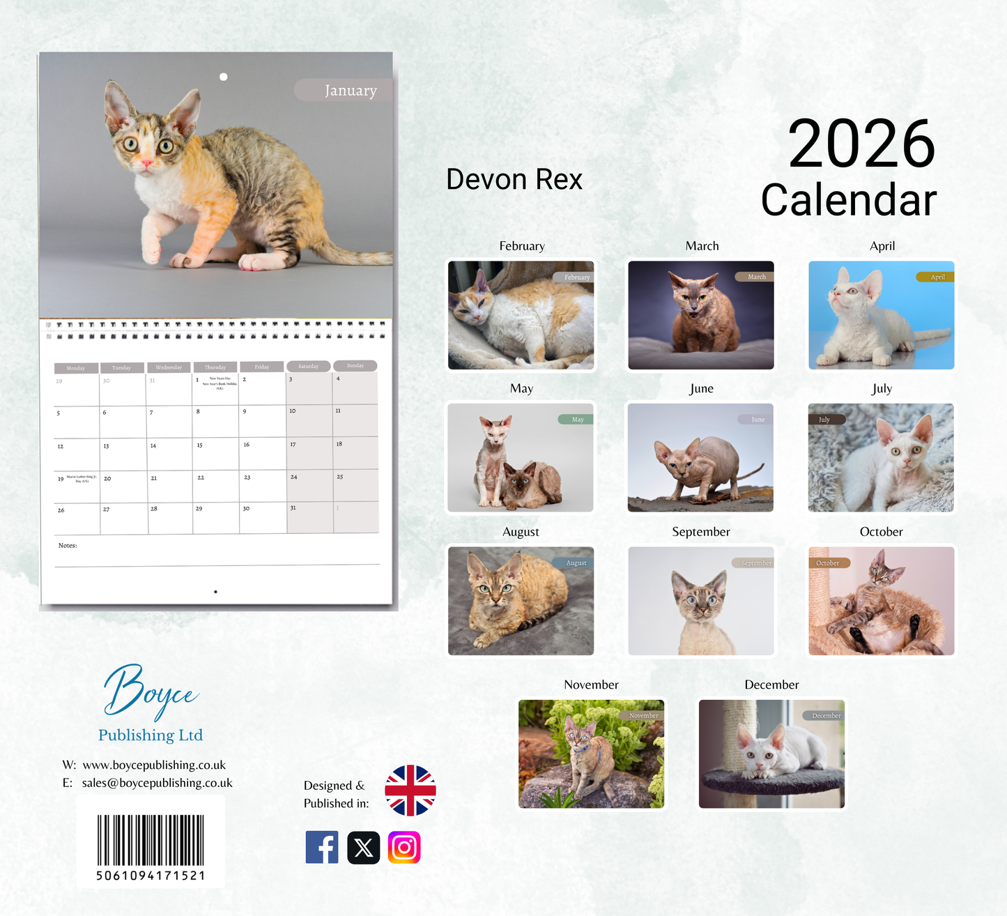 Devon Rex Calendar 2026