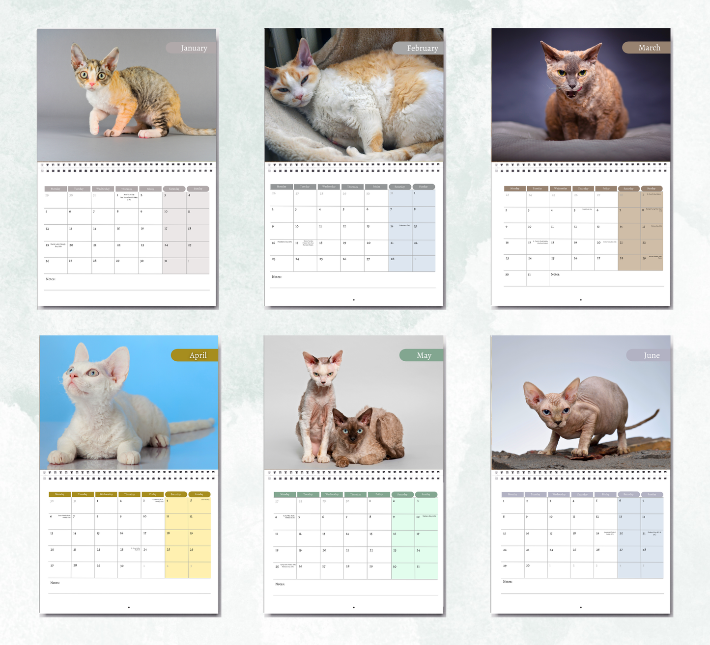 Devon Rex Calendar 2026