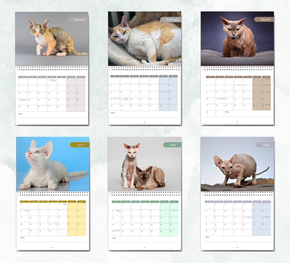 Devon Rex Calendar 2026