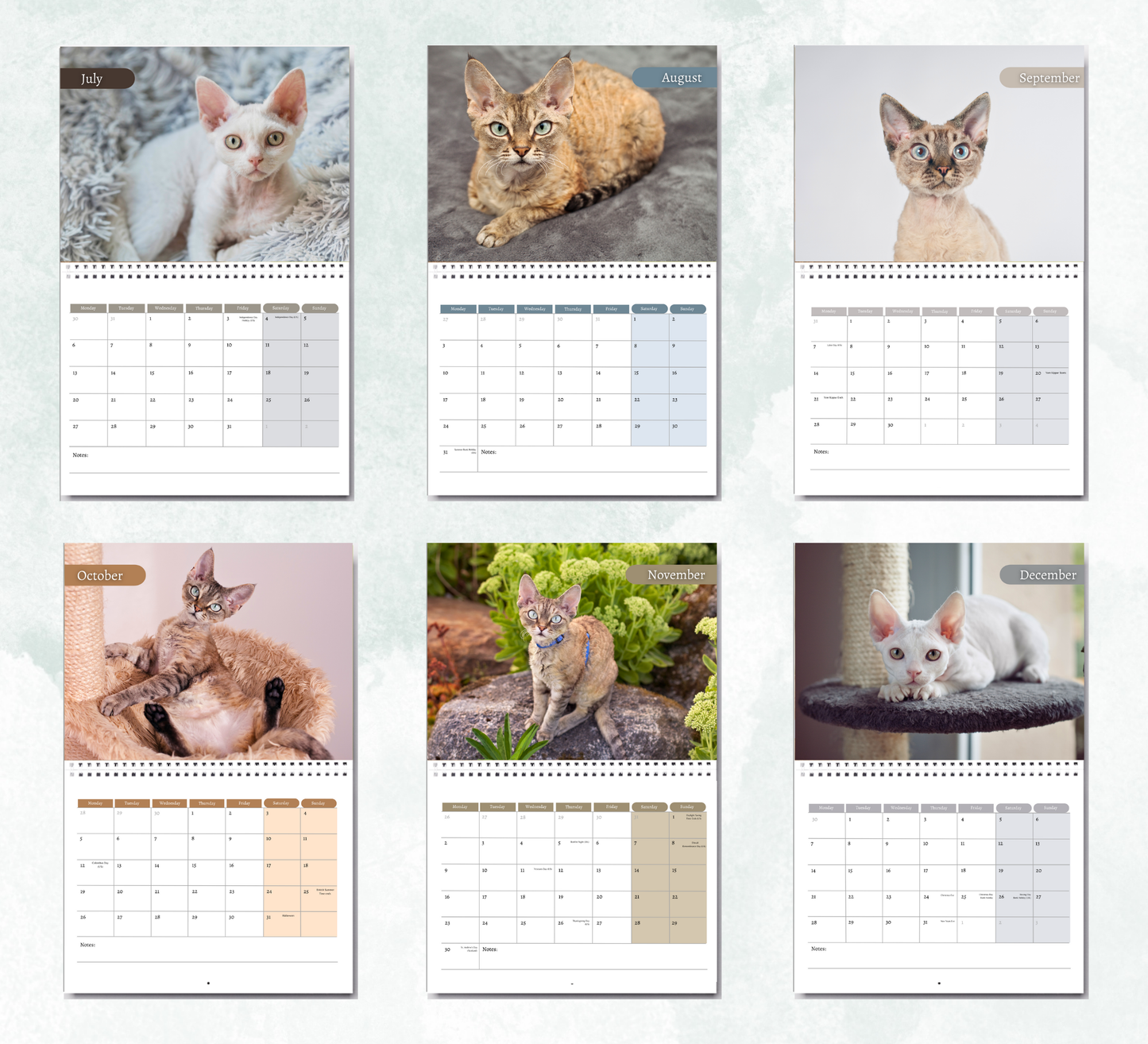 Devon Rex Calendar 2026