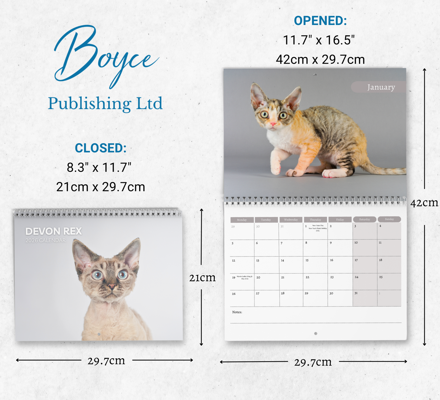 Devon Rex Calendar 2026