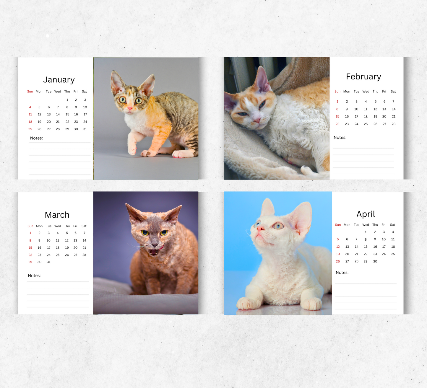 Devon Rex Desk Calendar 2026-2027