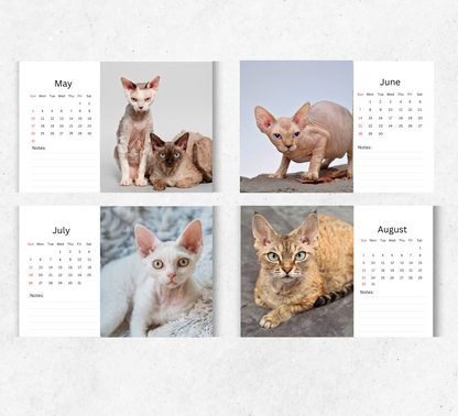 Devon Rex Desk Calendar 2026-2027