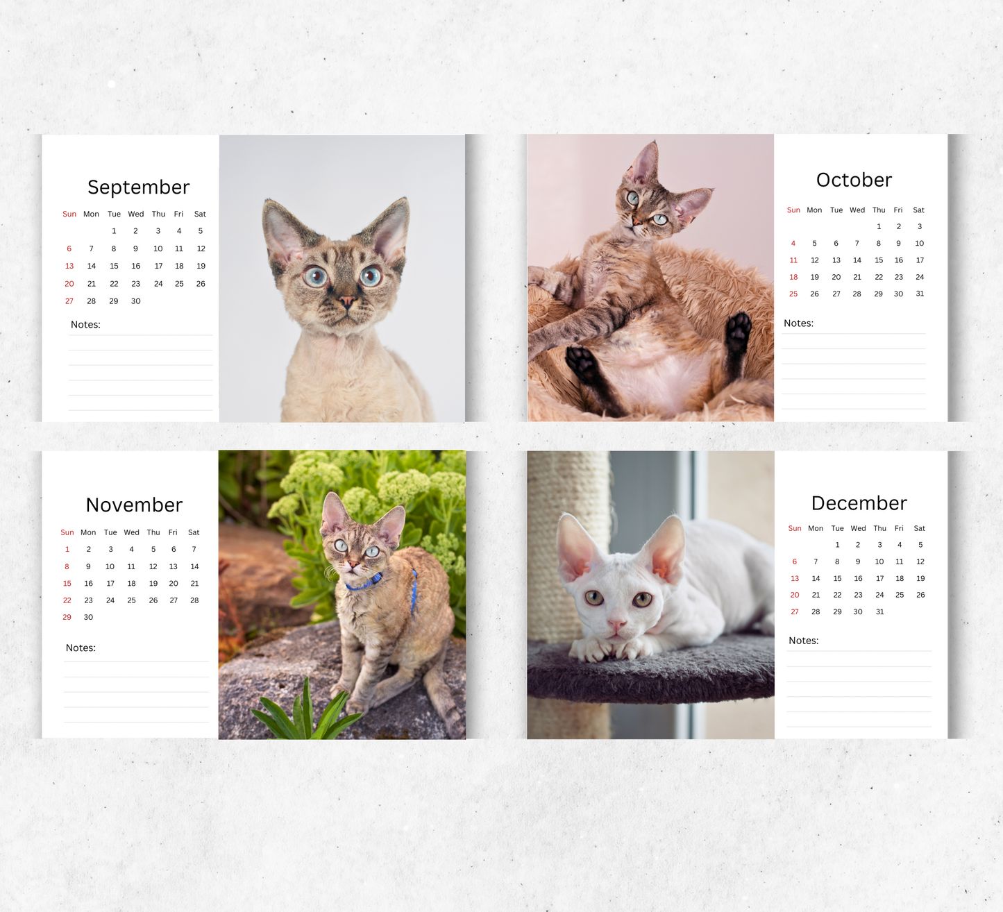 Devon Rex Desk Calendar 2026-2027