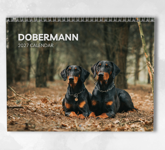 Dobermann Calendar 2027