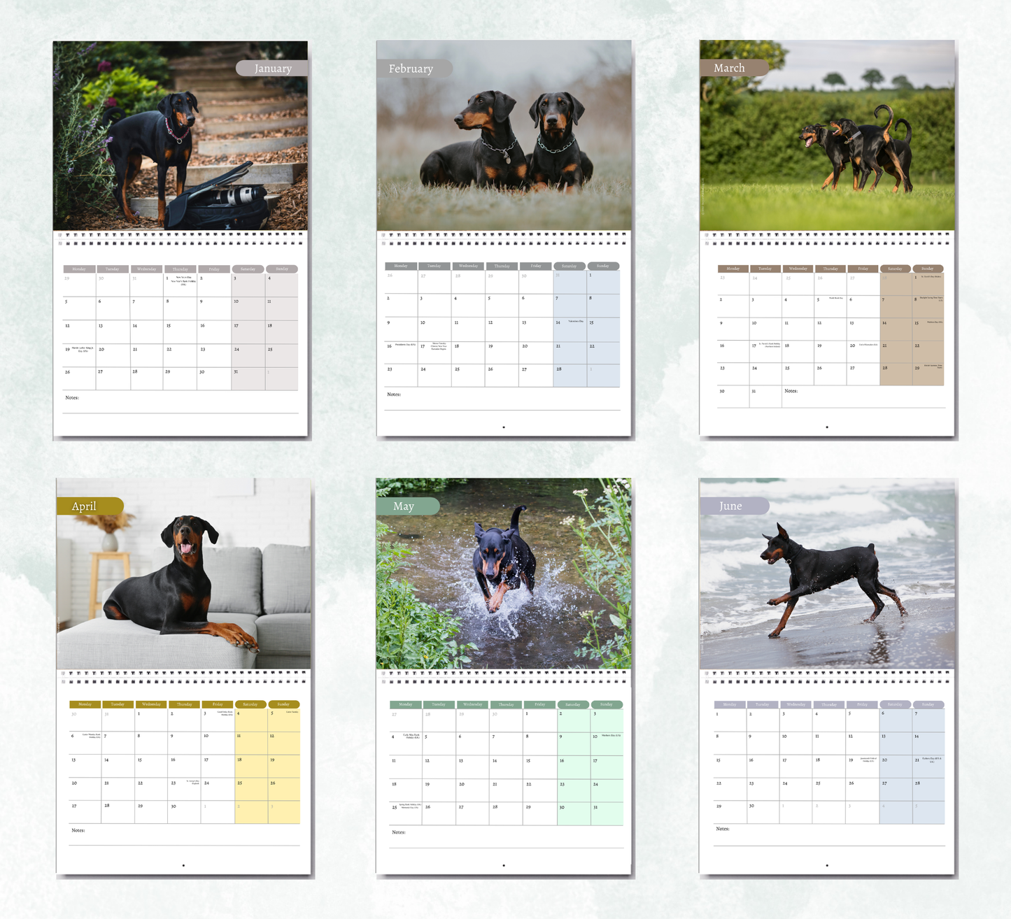 Dobermann Calendar 2027