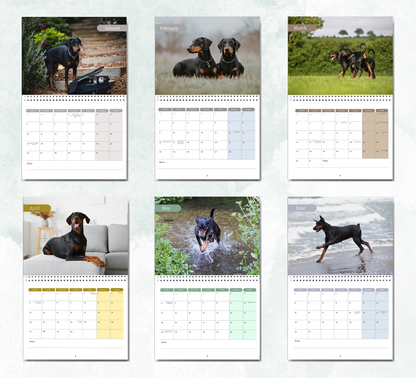 Dobermann Calendar 2027
