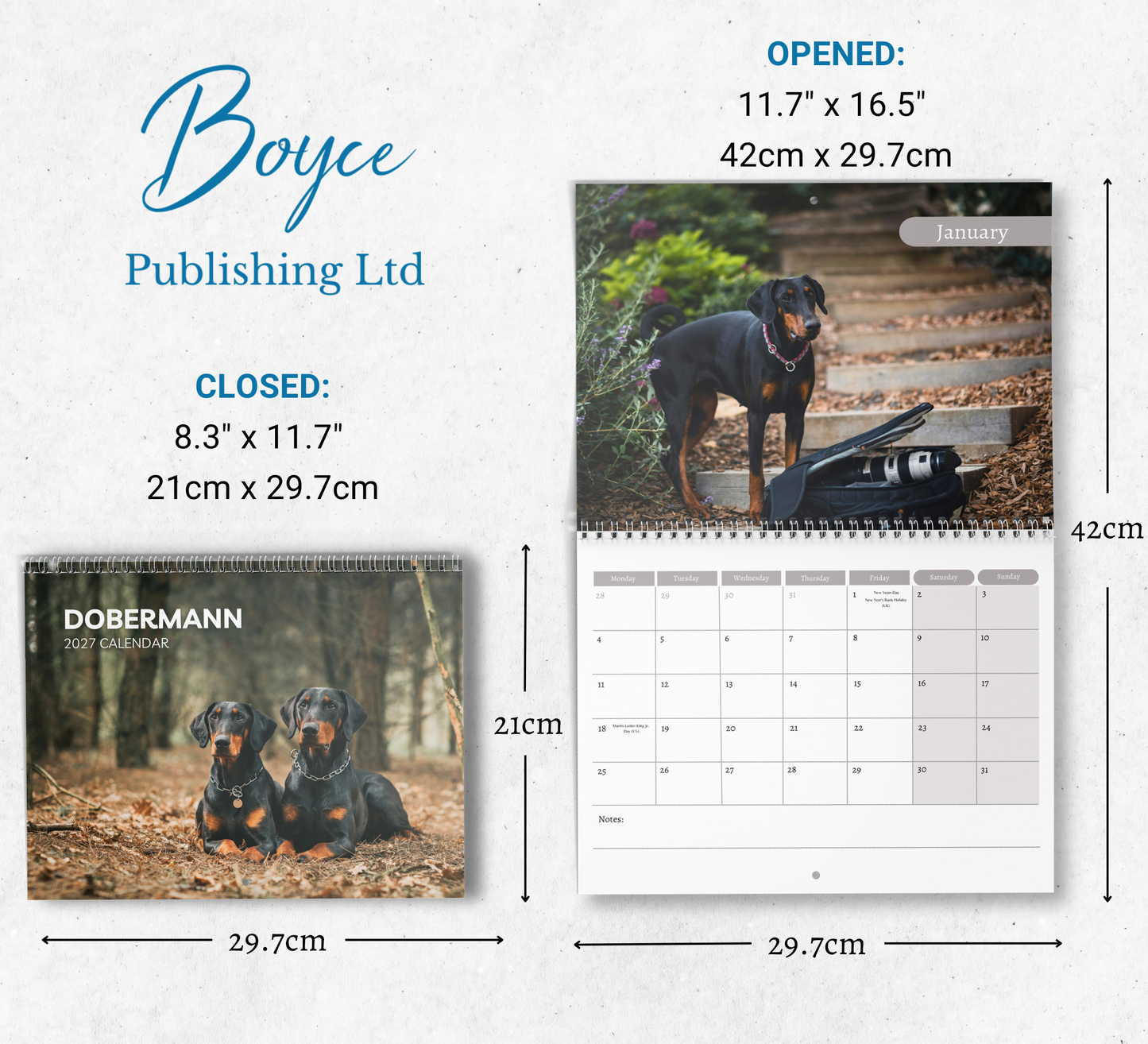 Dobermann Calendar 2027