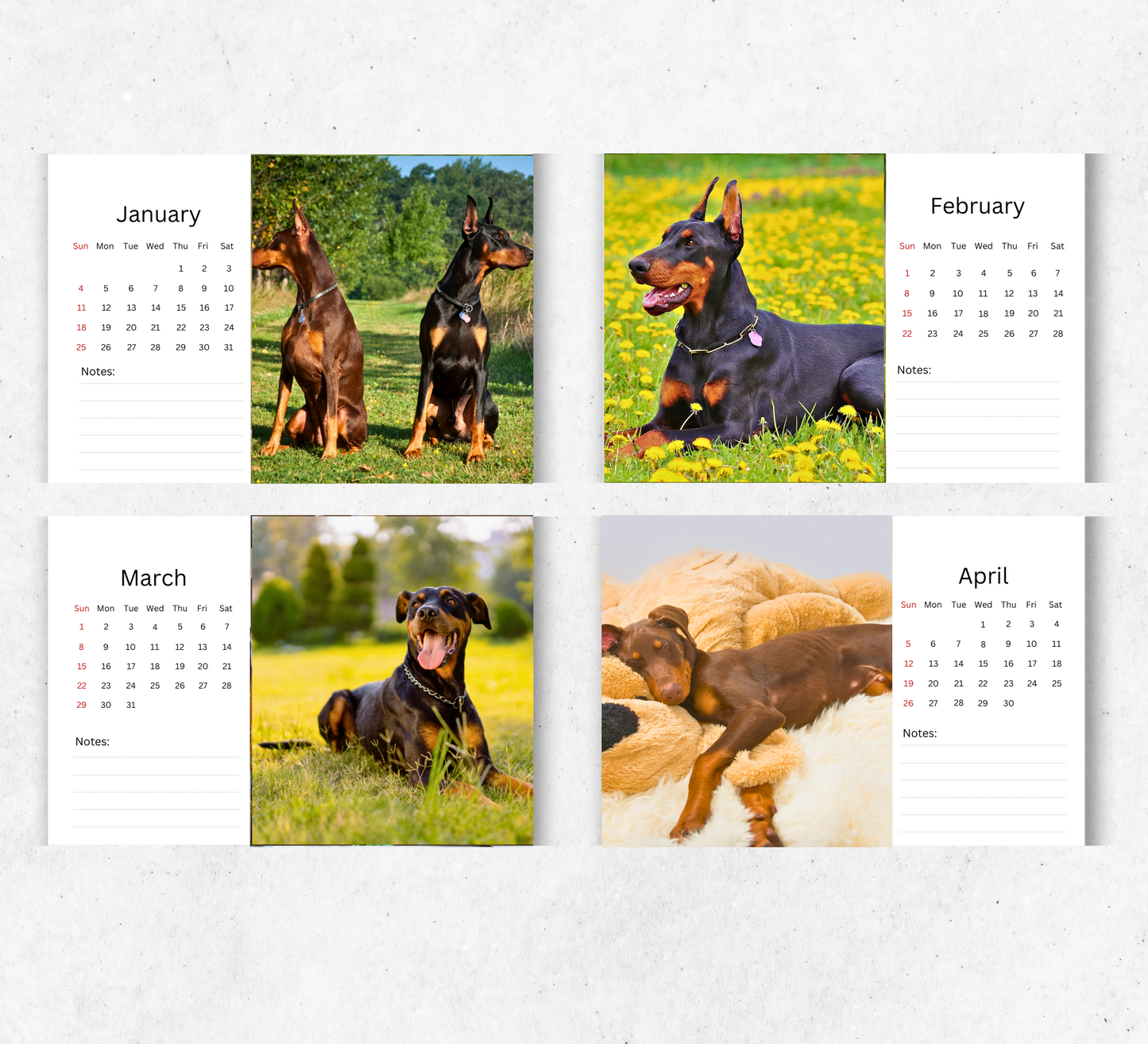 Dobermann Desk Calendar 2027-2028
