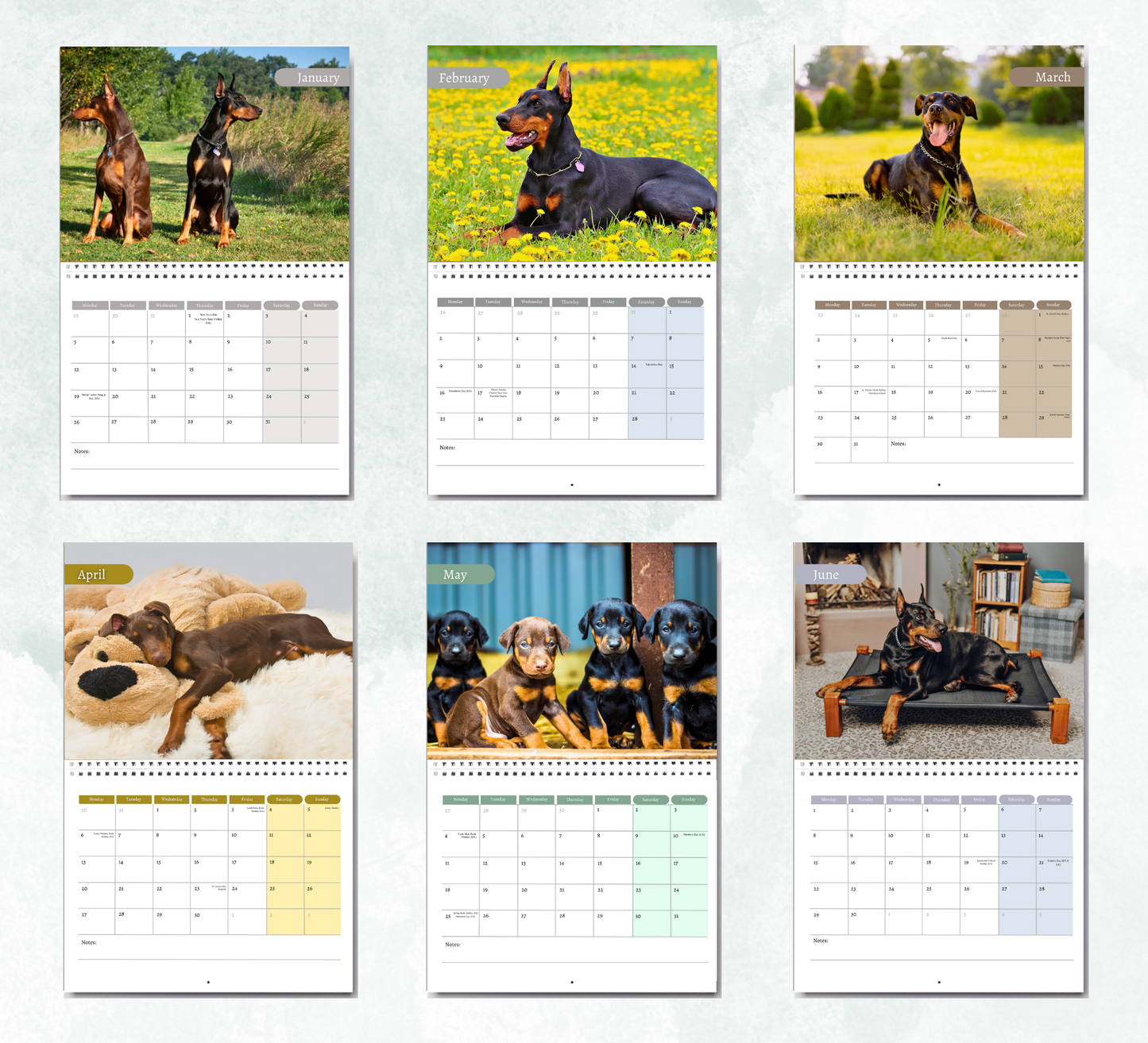 Dobermann Calendar 2026