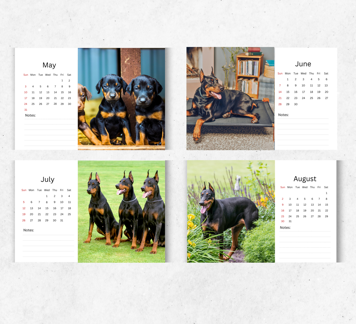 Dobermann Desk Calendar 2026-2027