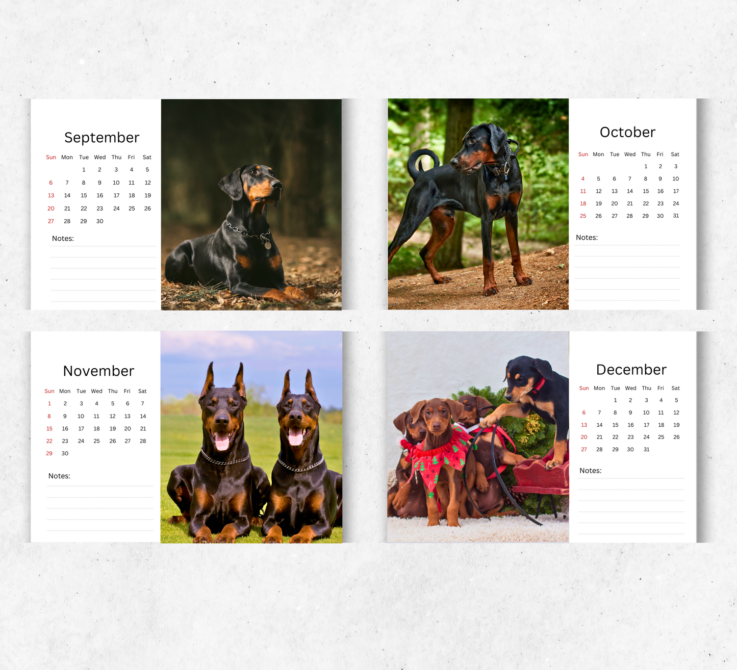 Dobermann Desk Calendar 2026-2027
