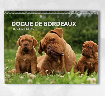 Dogue De Bordeaux Calendar 2027