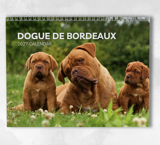 Dogue De Bordeaux Calendar 2027
