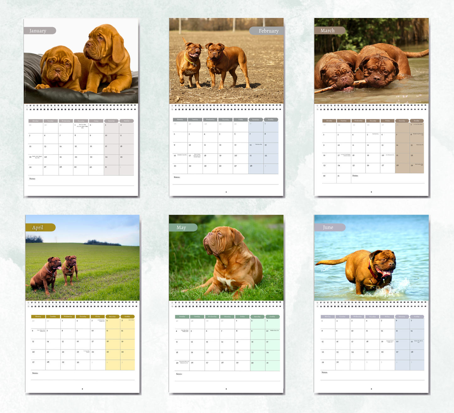 Dogue De Bordeaux Calendar 2027