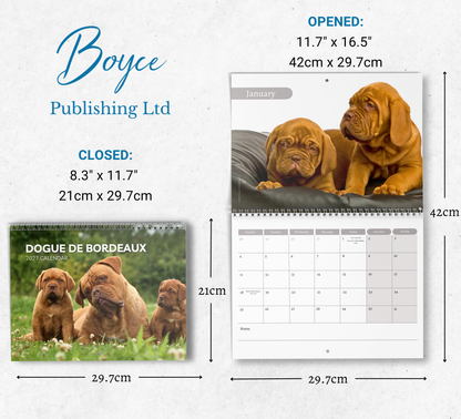 Dogue De Bordeaux Calendar 2027
