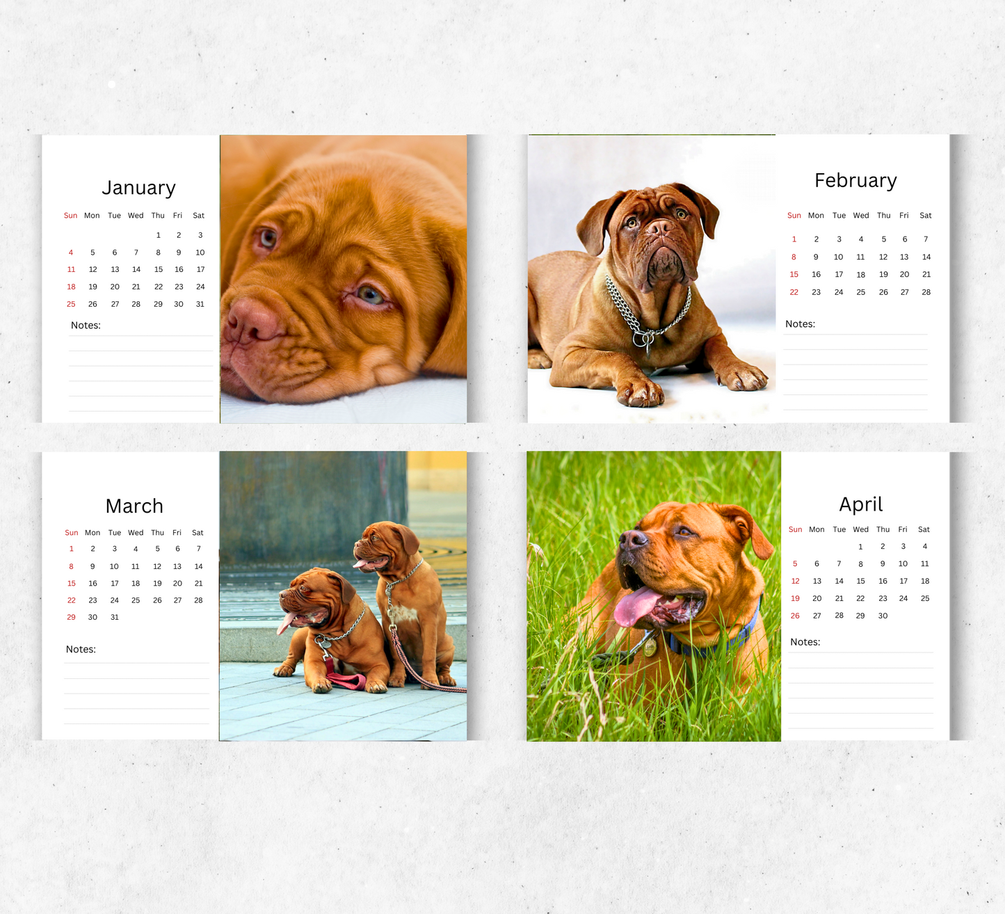 Dogue De Bordeaux Desk Calendar 2026-2027