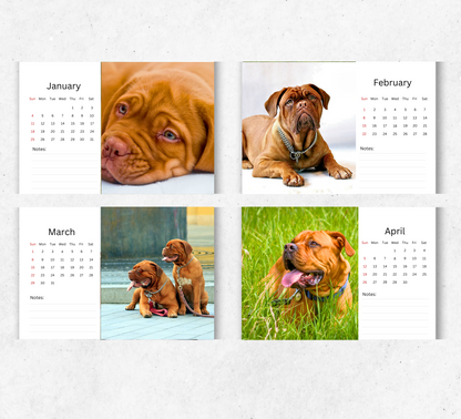 Dogue De Bordeaux Desk Calendar 2026-2027