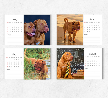 Dogue De Bordeaux Desk Calendar 2026-2027