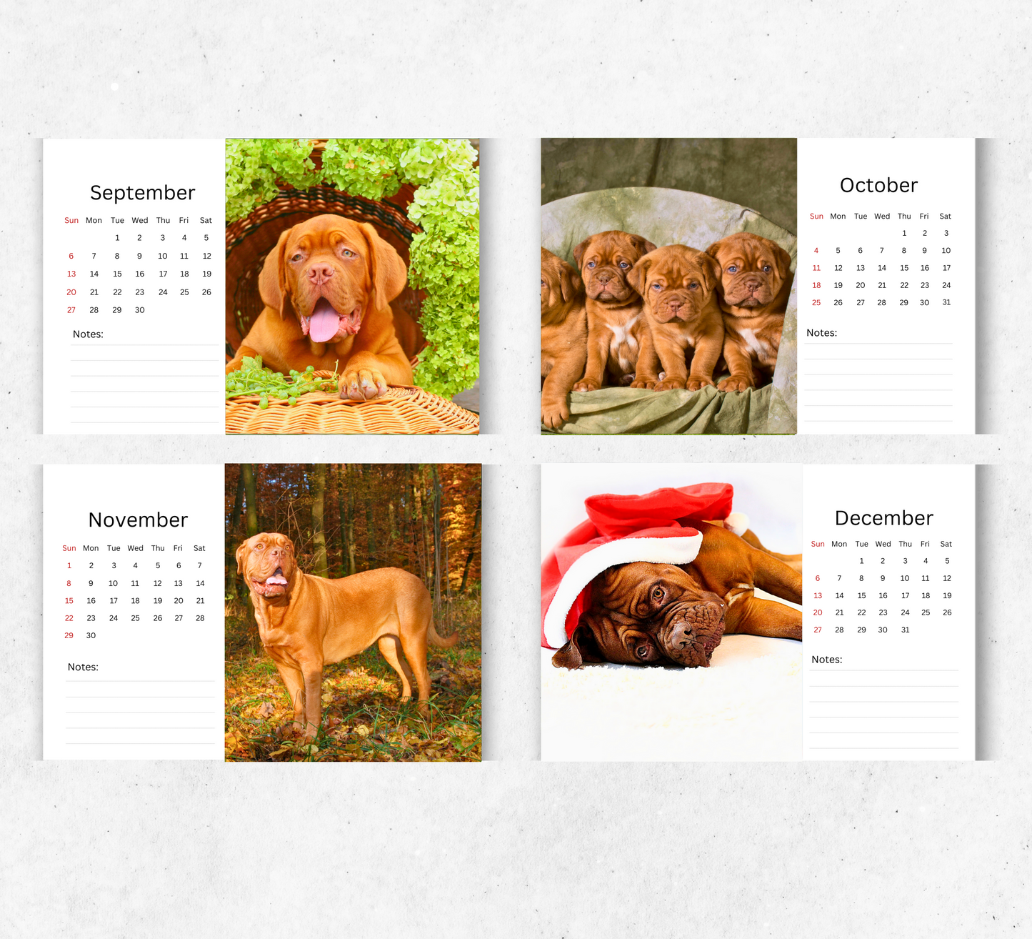 Dogue De Bordeaux Desk Calendar 2026-2027