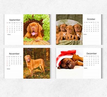 Dogue De Bordeaux Desk Calendar 2026-2027