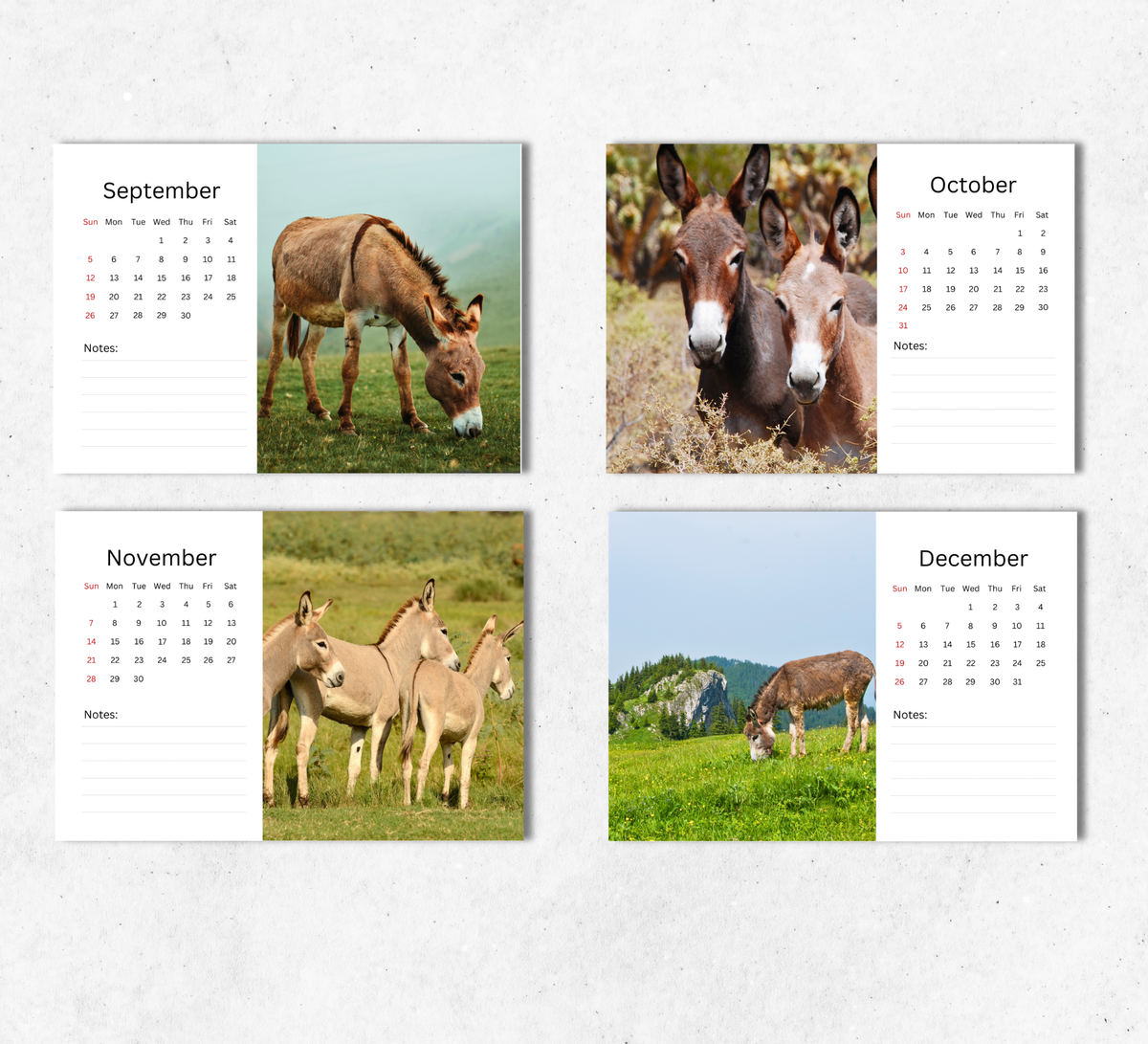 Donkey Desk Calendar 2027-2028