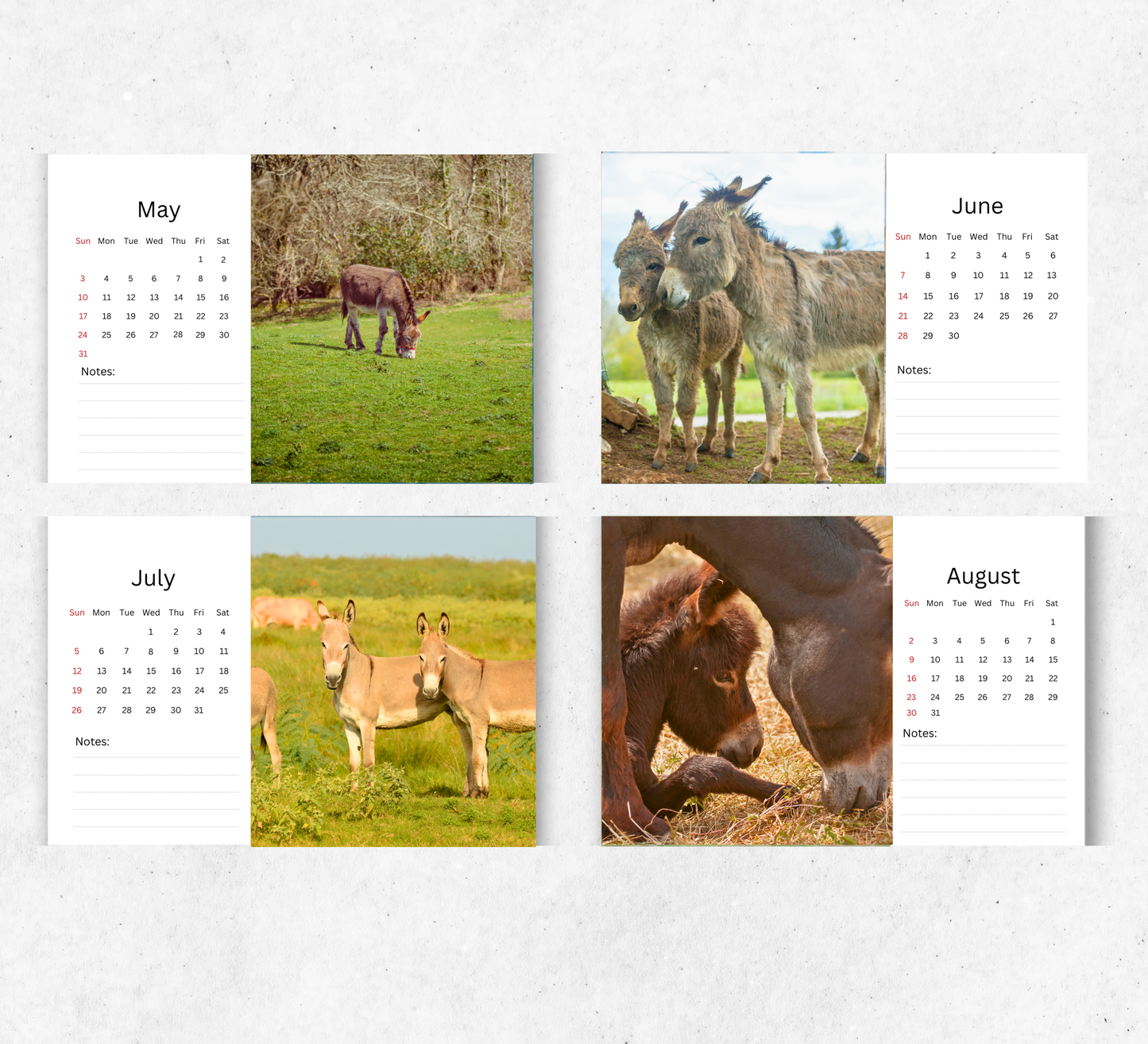 Donkey Desk Calendar 2026-2027