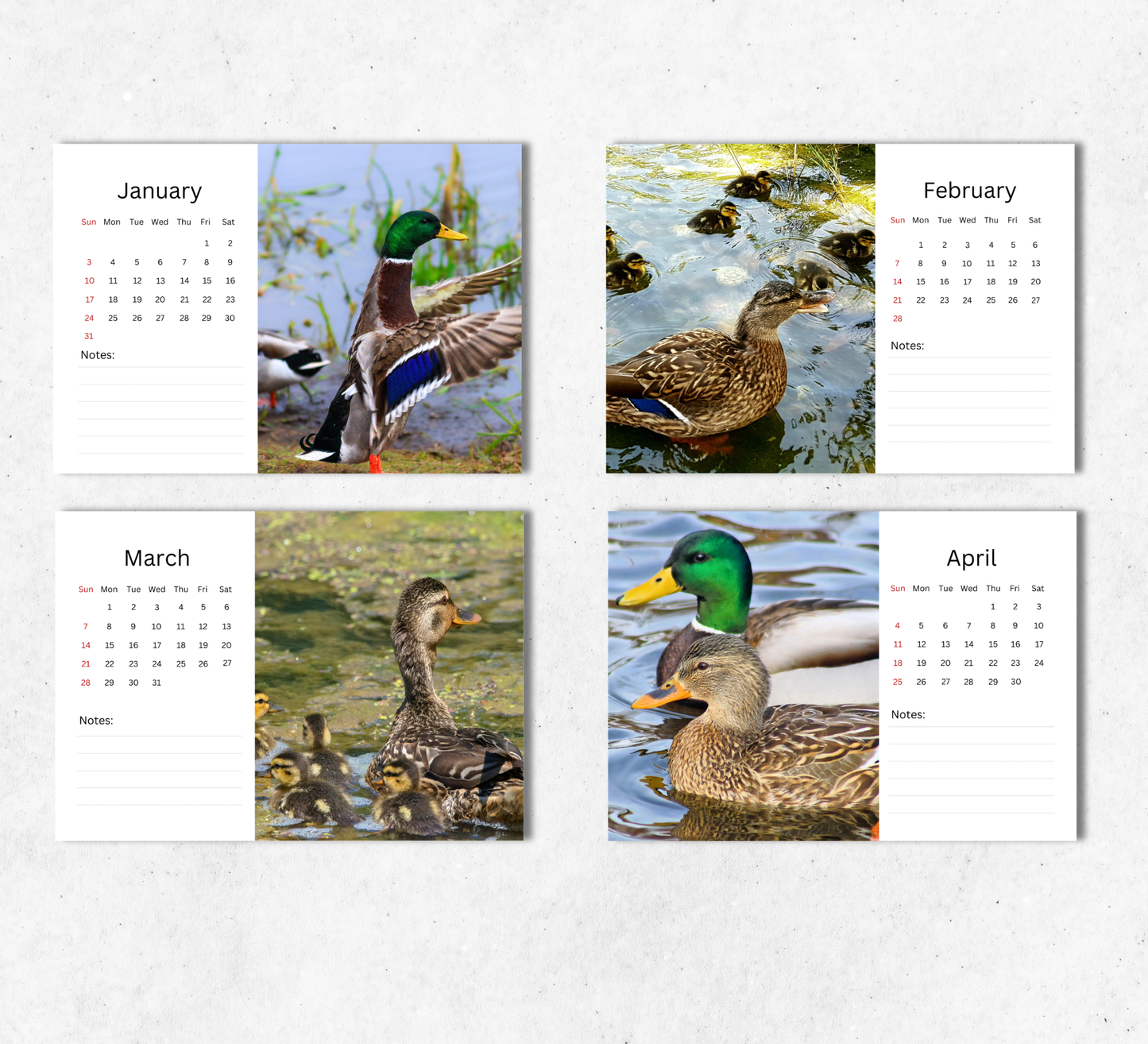 Duck Desk Calendar 2027-2028