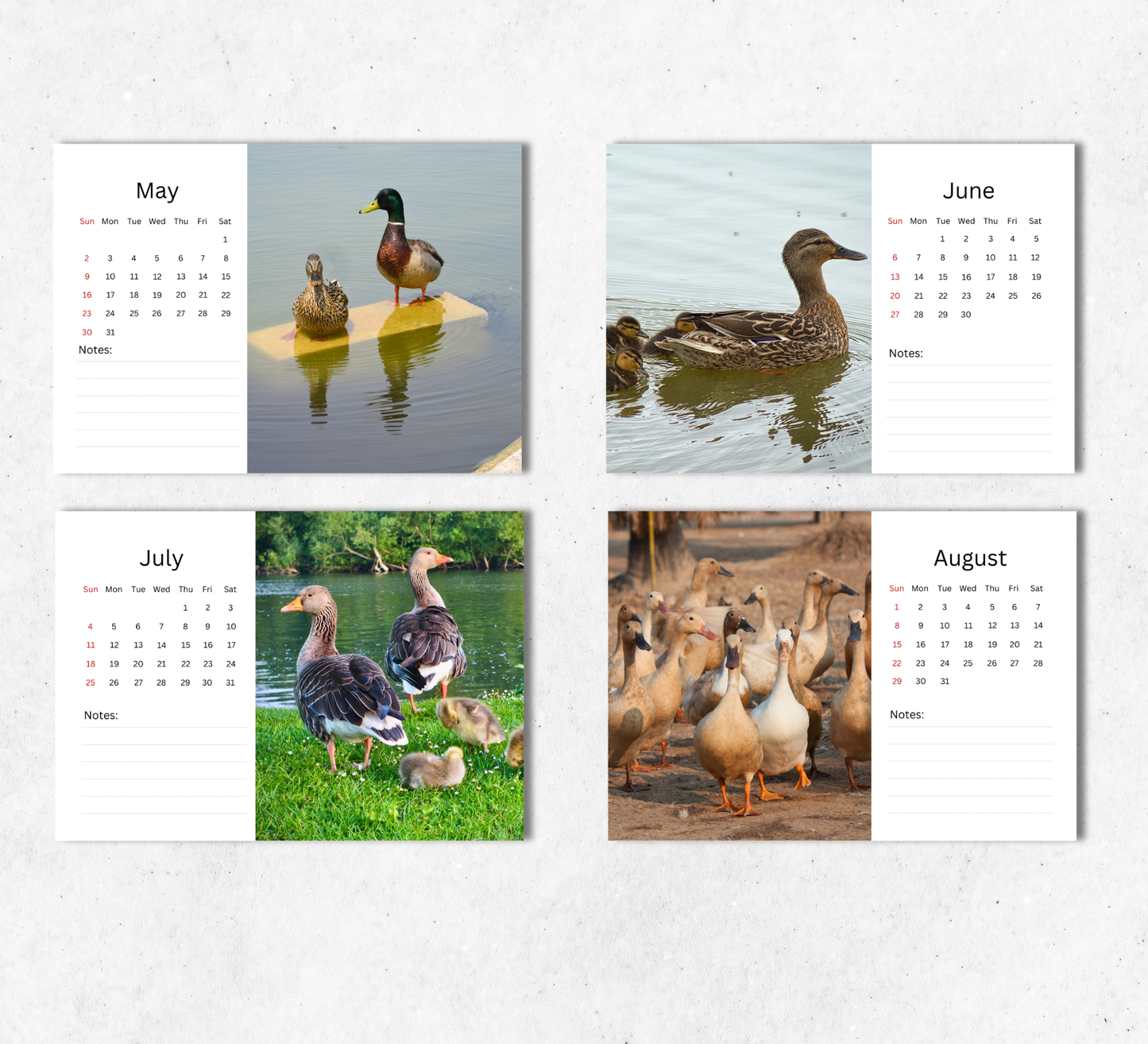Duck Desk Calendar 2027-2028