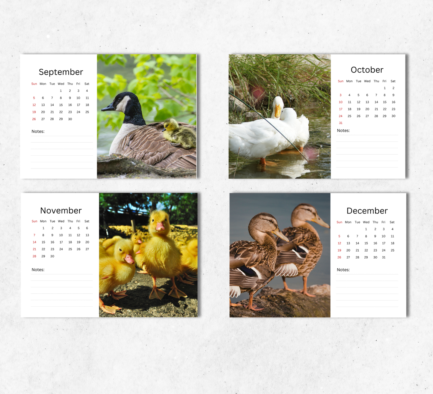 Duck Desk Calendar 2027-2028