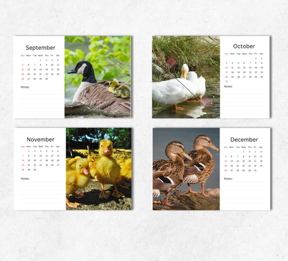 Duck Desk Calendar 2027-2028