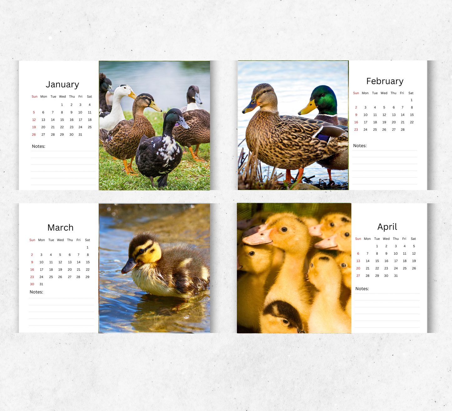Duck Desk Calendar 2026-2027