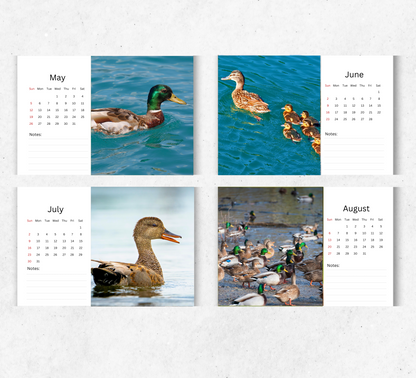 Duck Desk Calendar 2026-2027