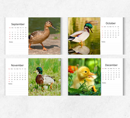 Duck Desk Calendar 2026-2027