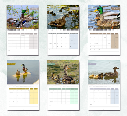 Duck Calendar 2027