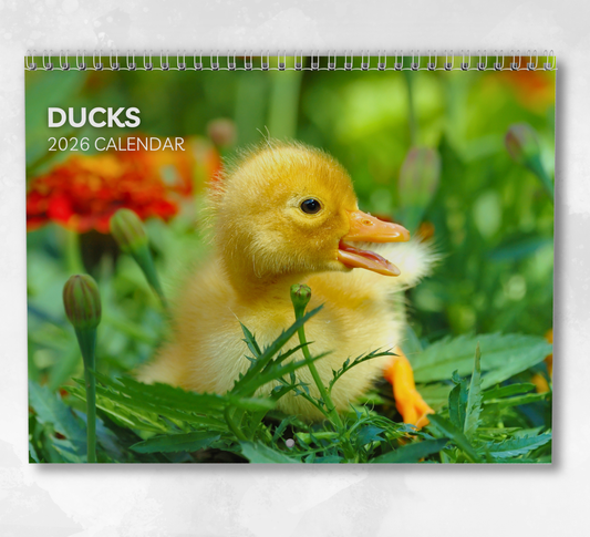 Duck Calendar 2026