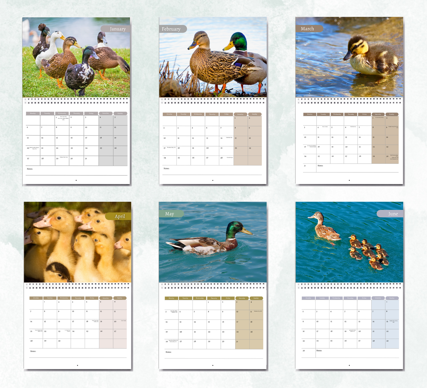 Duck Calendar 2026