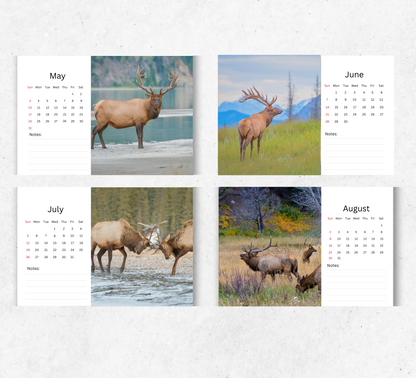 Elk Desk Calendar 2026-2027