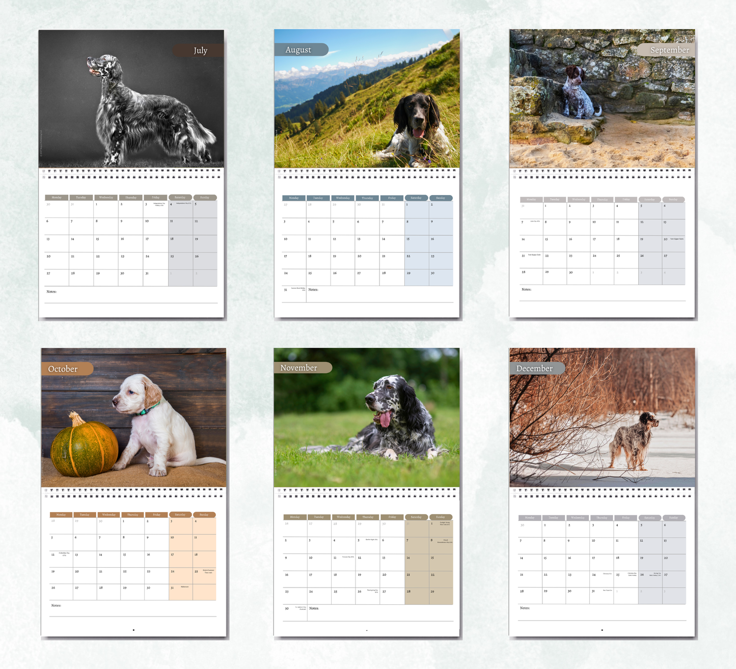 English Setter Calendar 2027