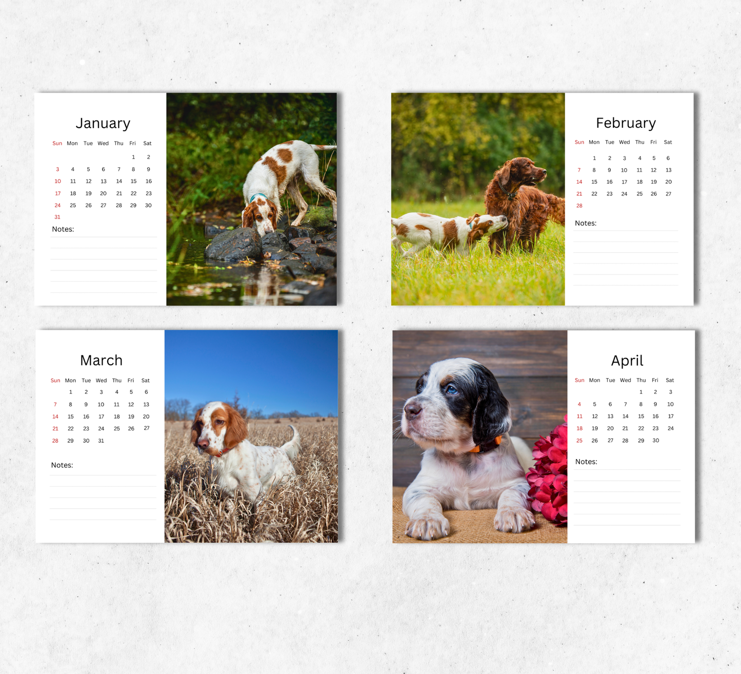 English Setter Desk Calendar 2027-2028