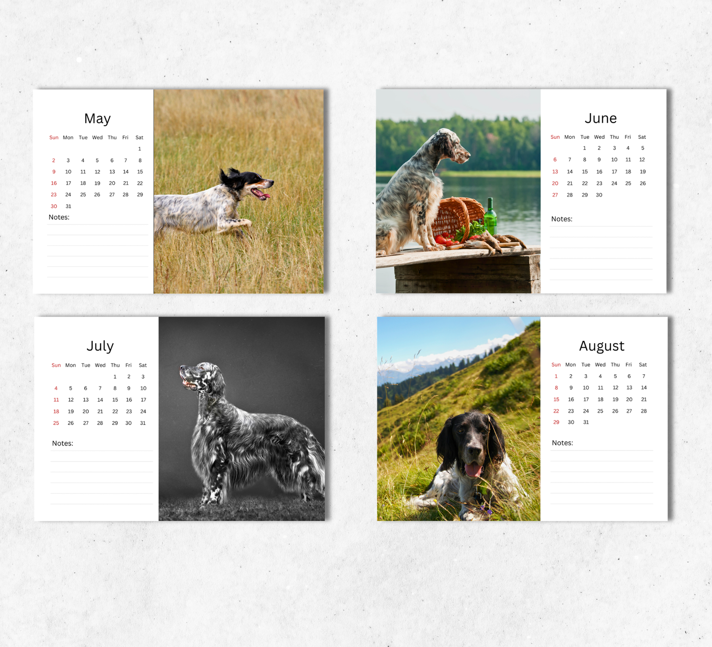 English Setter Desk Calendar 2027-2028
