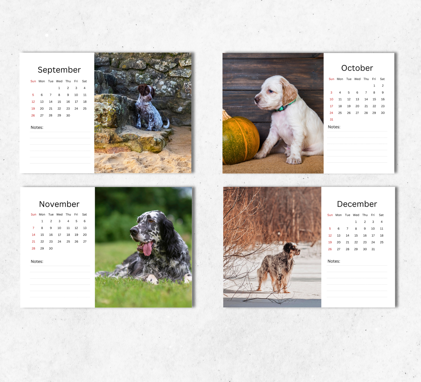 English Setter Desk Calendar 2027-2028