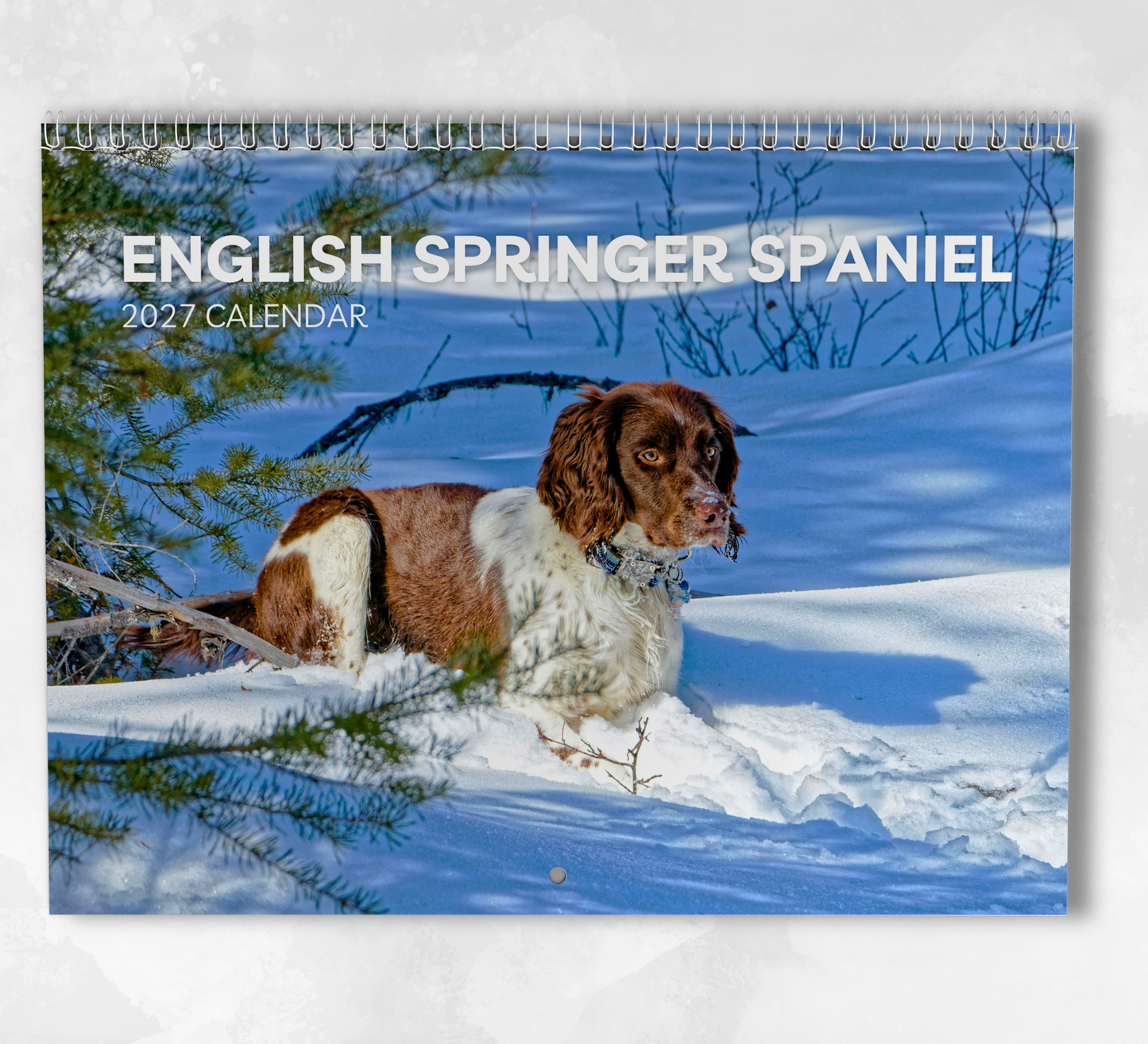 English Springer Calendar 2027