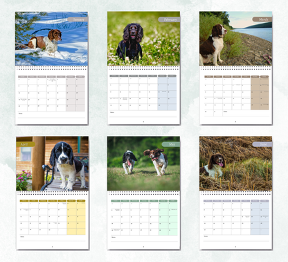 English Springer Calendar 2027
